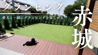 【愛犬とグランピング】赤城グランピングビレッジに行ってみた！【トイプードル】