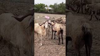 செம்மறி ஆட்டு மந்தை#sheep#கிராமத்து வாழ்க்கை #village life#summer shorts#nature