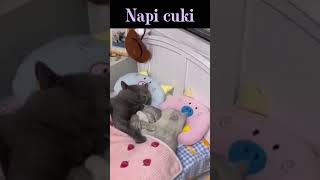 Napi cuki cicás