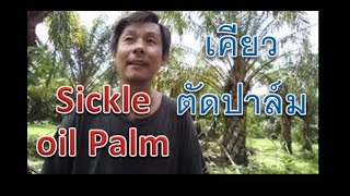 ตัดปาล์มโดยใช้เคียว Cutting  oil palm with sickle