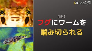 フグにワームを千切られる！？「アジングでのフグ対策」についてお話します