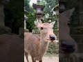 cute deers in japan japan cute animals love deer