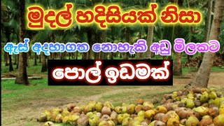 පට්ට ලාබෙට පොල් වත්තක්