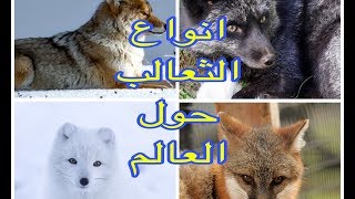 kind of fox around the world  انواع الثعالب