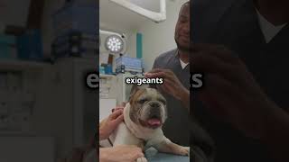 Avantage et Inconvénients d'avoir un chien Bulldog Anglais 🐾 🔥 #chien #chiens #animaux