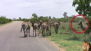 Huge Kudu Gives Zebra A Fright