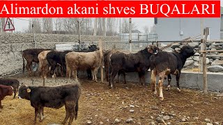 Alimardon akani SHVES BUQALARI JUDAHAM ARZONLAB KETDI SHOSHILING TUGATISHGA ARZON BERVORISHADI🐂