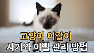 새끼 고양이 이갈이 시기와 이빨 관리 방법