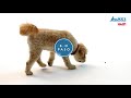 halti optifit anti tirones para perros de the company of animals