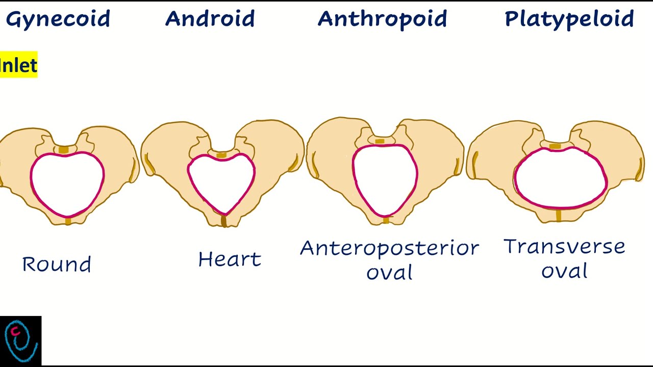 Types Of Pelvis