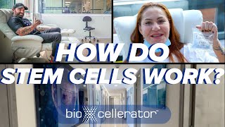 How Do Stem Cells Work?