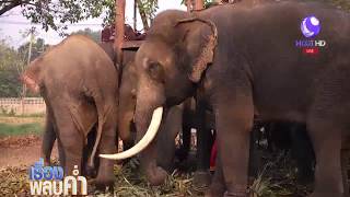 พิธีไหว้ศาลปะกำช้าง อยุธยา-บุฟเฟต์ขันโตกอาหารช้าง เชียงใหม่