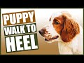 HOW TO TRAIN YOUR SPANIEL PUPPY TO WALK TO HEEL!