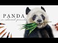 Drawing a Realistic Panda in Coloured Pencils | Process