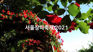 [서울장미축제 2021] 중랑천 유채꽃 Seoul Rose Festival