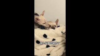 大晚上给我整破防了.. #法国斗牛犬 #法斗蠢萌 #傻狗的日常