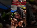 15 seconds of sizzling seduction chicken delicious hungry lunch yummyfood foodie shorts