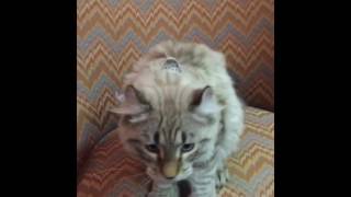 Highlander cat compilation