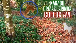 Ormanda Çulluk Avındayız! | Çulluk Avı | Hunting Woodcock