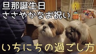 [シーズー多頭飼い]なんでおやつを貰えてるのかハテナ？な日