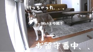 【モニタリング】お留守番中の愛犬をモニタリングしたら皆んなと違うタイプすぎた、、/シベリアンハスキー/ハスキー犬/多頭飼い/ジャックラッセルテリア