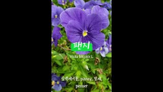 팬지, Viola tricolor L, 삼색제비꽃, pansy, 三色堇, 팡세, Penser / 꽃 백과사전. 꽃 도감. 식물도감. flower. encyclopedia. 배근휘