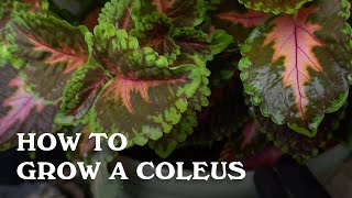 How to grow a coleus plant.