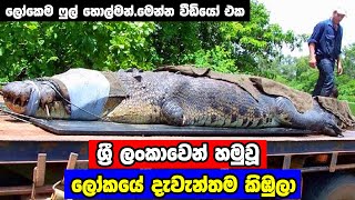 ලංකාවෙන් හමුවූ ලෝකයේ විශාලම කිඹුලා