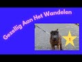 Gezellig Aan Het Wandelen