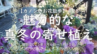 ＃28　寒さに弱い植物は出窓に鉢を並べて冬越し、お庭ではゼラニウムに夜間は不織布を掛けたりしています。植えて一か月程のローダンセマムアフリカンアイズやアネモネが真冬にお花を咲かせてビックリです