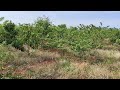 6 3 acre 36 gunta guava farm fr sale 164 km bengaluru tar road approach @surabhiproperties