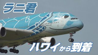 【4K】成田空港 さくらの山公園 全日空 超巨大旅客機 フライング・ホヌ ラニ君 ハワイから到着