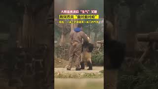 大熊猫：你怎麼敢兇我的？Giant Panda: How dare you be cruel to me?#china #chinese #中國