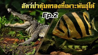 สัตว์ป่าคุ้มครองที่เพาะพันธุ์ได้ Ep.2 ประเภทสัตว์เลื้อยคลานและสัตว์น้ำ | Species Index