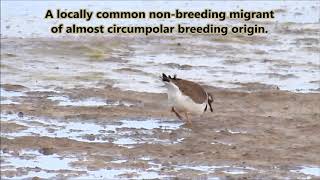 Common Ringed Plover facts