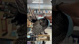 Turkey strutting, Taxidermy with slip cast.