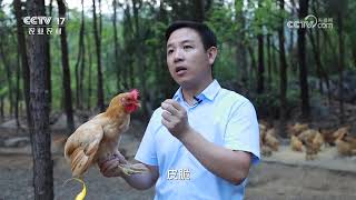 《共富经》 20240828 林中养鸡桌上鲜|农业致富经 Agriculture And Farming