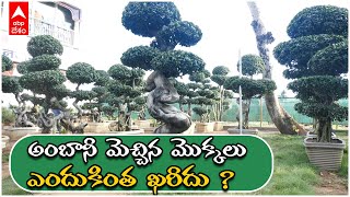 Kadiam Nursey లో ఖరీదైన మొక్కలు ఎక్కడి నుంచి వస్తాయి | DNN | ABP Desam