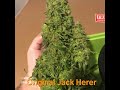 Jack Herer Seeds Review | Autoflower Jack Herer Strain