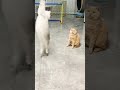 ボールが当たった猫 動物 猫 可愛い 癒し animal cute cat