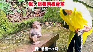 【笑亿天】照相不给香蕉，难怪猴子去抢