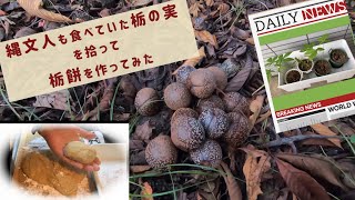 縄文人も食べていた栃の実を採取、皮剥き、アク抜き、加工してみました　栃餅