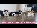 【チュール】チュールアイスを作ってみた！みんなの反応は？ チュール　 猫アイス　 保護猫