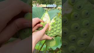 💖 How To Get Lotus Seeds// Lotus Garden Ideas// How To Grow Moss rose//#Rose #ytshorts #viral ✅