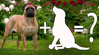 Top 10 Unreal bullmastiff cross breeds | Bullmastiff mix breeds