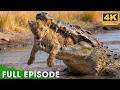Most Brutal Survival Battles in Africa (FULL EPISODE) | Nature Animal Documentary