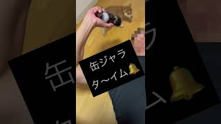 噛み癖直し「缶ジャラ」 #puppy #shibainu #shibaken #柴犬 #豆柴 #豆柴子犬 #子犬噛み癖直し#缶ジャラ#パピー噛み癖