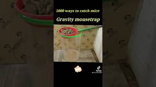 All time Best Mouse Trap | Trap Rat Trap Homemade | Bucket Mouse Trap Glue Mouselrap 2021 🤣