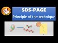 SDS - PAGE