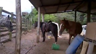 Preparando os cavalos para um passeio